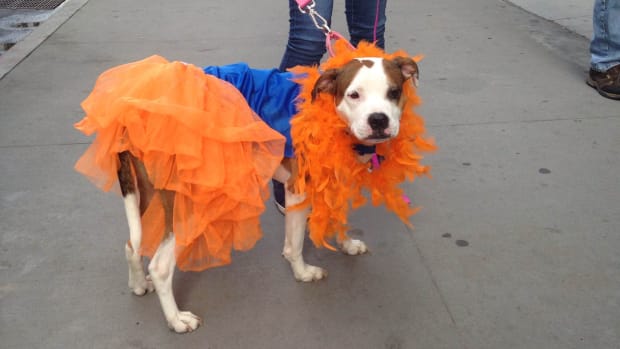 mets-dog-1.jpg